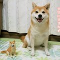 犬友にプレゼントし…