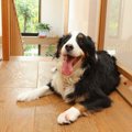 大型犬の多頭飼いで…
