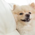 犬が無理に笑う『ス…
