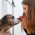老犬にしてあげると…