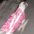散歩中の犬に『帰っ…