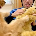 大型犬の目の前で『…