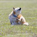 犬の足の動きから分…