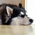 犬の態度が人によっ…