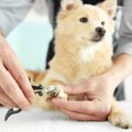 犬の爪切りが苦手な…