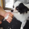 犬がトリミングを嫌…