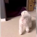 犬が突然吠えてビビ…