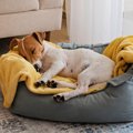 犬が『熟睡』してい…
