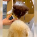 赤ちゃん犬と先輩犬…