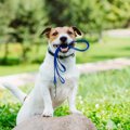 犬の散歩『適切なタ…
