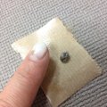 犬についたダニがも…