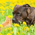犬とウサギは同居で…