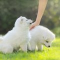 なんで？撫でても犬…