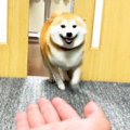 テンションMAXの柴犬…