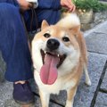 しつけの入門編！犬…