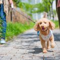 犬が『突然走り出す…