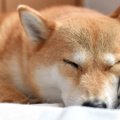 犬が飼い主の服や布…