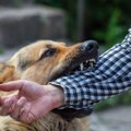 成犬が噛むのは子犬…