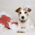 犬がよくする『困っ…