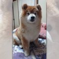「ぬいぐるみ？」柴…