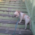 犬も飼い主も「お散…