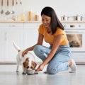 犬がご飯を食べてい…