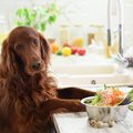 犬に野菜を与える時…