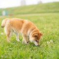 犬には大好きな『に…
