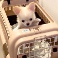 子犬チワワを初めて…