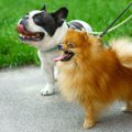 小型犬の散歩は絶対…