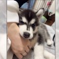 「かぷっ♡」反則級の…