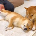 犬をマッサージをし…
