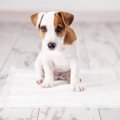 実は、飼い主が原因…
