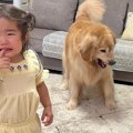 2歳の女の子が柴犬に…