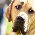 愛犬を叱るとショボ…