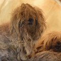 小型犬を中心に大量…