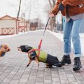 愛犬が『他の犬を威…