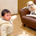 1歳の女の子の『ぬい…