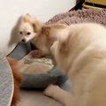 ケンカ中の小型犬２…