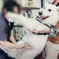 病院嫌いの大型犬を…