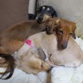 愛犬と一緒に寝る派…
