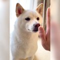 犬の『おやつがある…