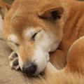 シニア犬と暮らすと…