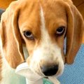 犬がイタズラを発見…