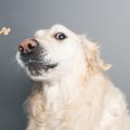 あるある♡犬がよくす…