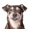 犬の健康のキー「脂…