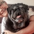 『長生きする犬』の…