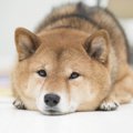 柴犬に突然現れる「…