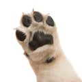 犬が肉球を舐めるの…