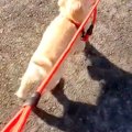 子犬を散歩していた…